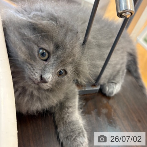 スコティッシュフォールドの写真
