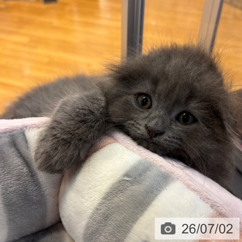 スコティッシュフォールドの写真