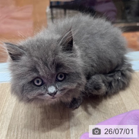 スコティッシュフォールドの写真