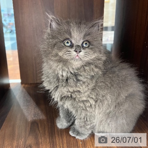 スコティッシュフォールドの写真