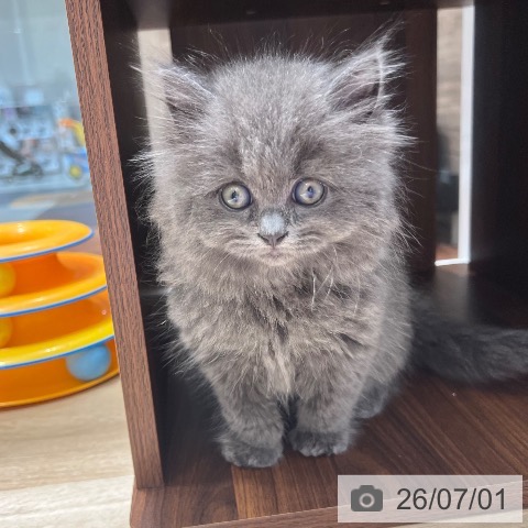 スコティッシュフォールドの写真