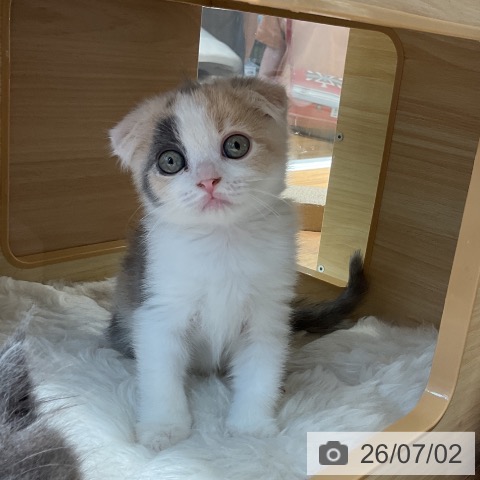 スコティッシュフォールドの写真
