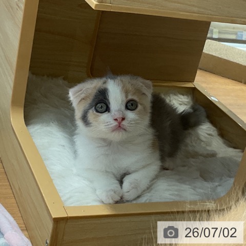 スコティッシュフォールドの写真