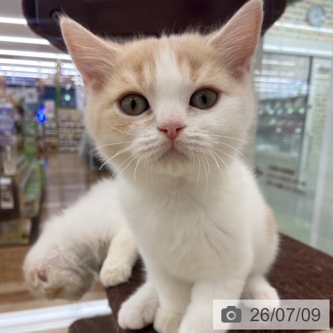 大阪府のスコティッシュフォールド (ペットプラス 松原店/2026年4月23日生まれ/男の子/クリームタビーホワイト)の子猫の3枚目の画像