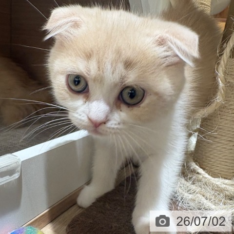 スコティッシュフォールドの写真