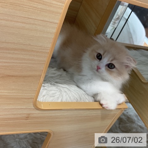 大阪府のスコティッシュフォールド (ペットプラス りんくう泉南店/2026年4月28日生まれ/女の子/クリームタビーホワイト)の子猫の4枚目の画像