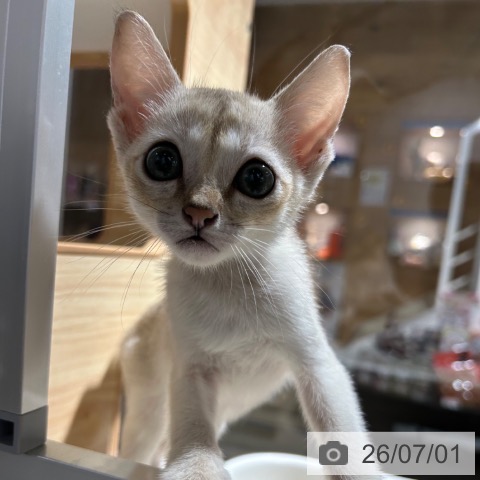 シンガプーラの写真