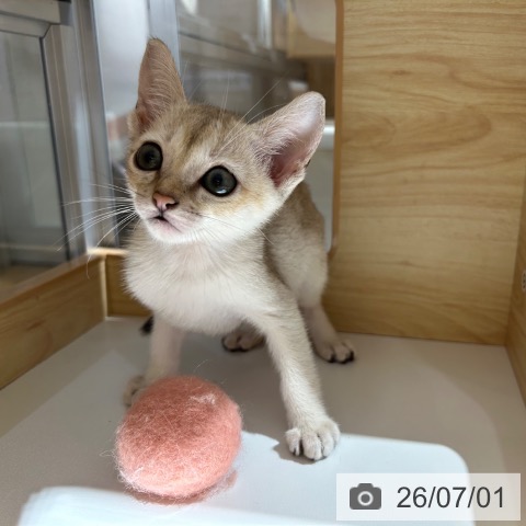 シンガプーラの写真