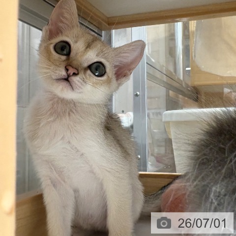 シンガプーラの写真