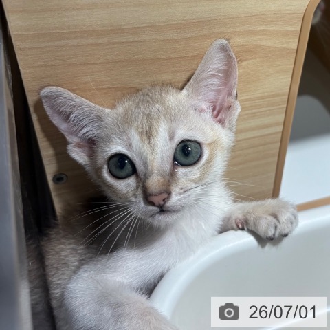 シンガプーラの写真