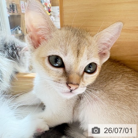 シンガプーラの写真