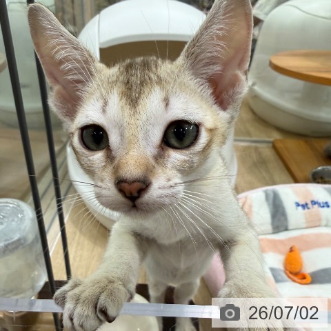 大阪府のシンガプーラ (ペットプラス イオン大日店/2026年4月26日生まれ/男の子/セピアアグーティ)の子猫の3枚目の画像