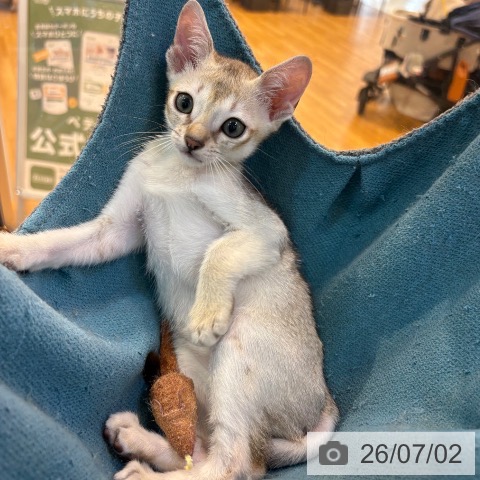 シンガプーラの写真