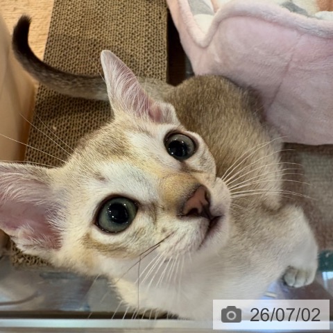 シンガプーラの写真