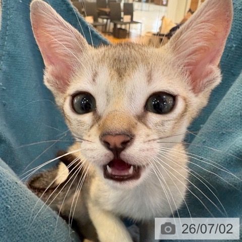 シンガプーラの写真