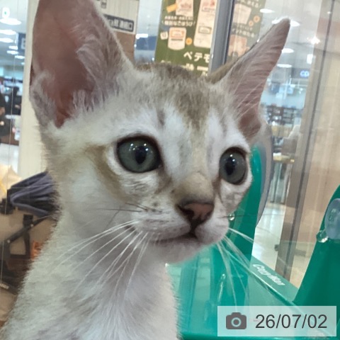 シンガプーラの写真