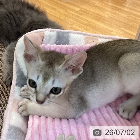 シンガプーラの写真