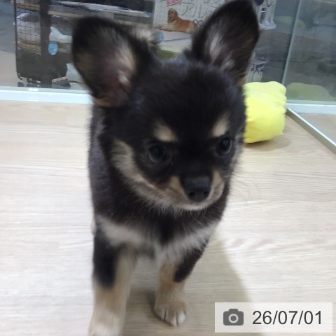 チワワの写真