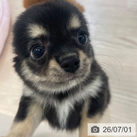 チワワの写真