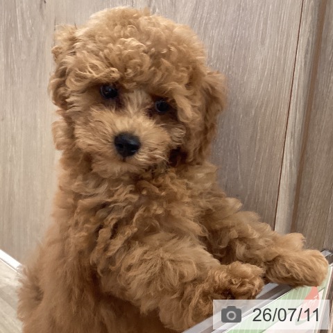 愛知県のトイプードル(トイ) (ペットプラス イオンモール長久手店/2026年4月30日生まれ/男の子/レッド)の子犬の4枚目の画像