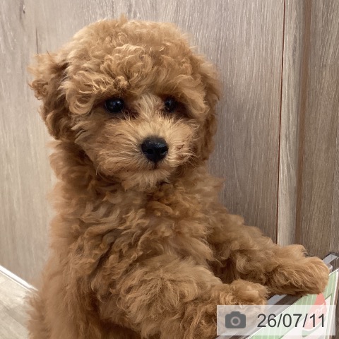 愛知県のトイプードル(トイ) (ペットプラス イオンモール長久手店/2026年4月30日生まれ/男の子/レッド)の子犬の3枚目の画像