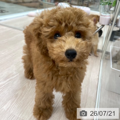 愛知県のトイプードル(トイ) (ペットプラス 豊田店/2026年4月30日生まれ/男の子/レッド)の子犬の4枚目の画像