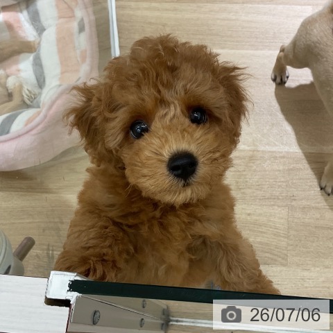 愛知県のトイプードル(トイ) (ペットプラス イオンモール豊川店/2026年4月30日生まれ/男の子/レッド)の子犬の3枚目の画像