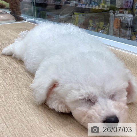 東京都のビションフリーゼ (ペットプラス むさし村山店/2026年5月1日生まれ/男の子/ホワイト)の子犬の3枚目の画像
