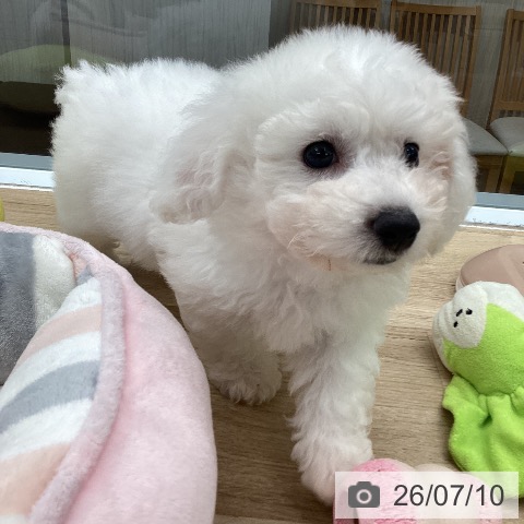 東京都のビションフリーゼ (ペットプラス むさし村山店/2026年5月1日生まれ/男の子/ホワイト)の子犬の3枚目の画像