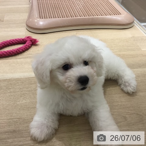 宮城県のビションフリーゼ (ペットプラス 仙台上杉店/2026年5月1日生まれ/男の子/ホワイト)の子犬の4枚目の画像