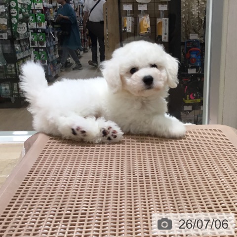 宮城県のビションフリーゼ (ペットプラス 仙台上杉店/2026年5月1日生まれ/男の子/ホワイト)の子犬の3枚目の画像