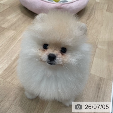 東京都のポメラニアン (ペットプラス 大井町トラックス店/2026年5月1日生まれ/男の子/クリーム)の子犬の4枚目の画像