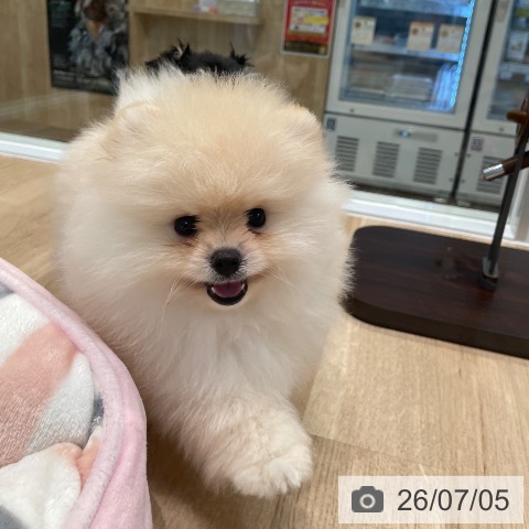 東京都のポメラニアン (ペットプラス 大井町トラックス店/2026年5月1日生まれ/男の子/クリーム)の子犬の3枚目の画像