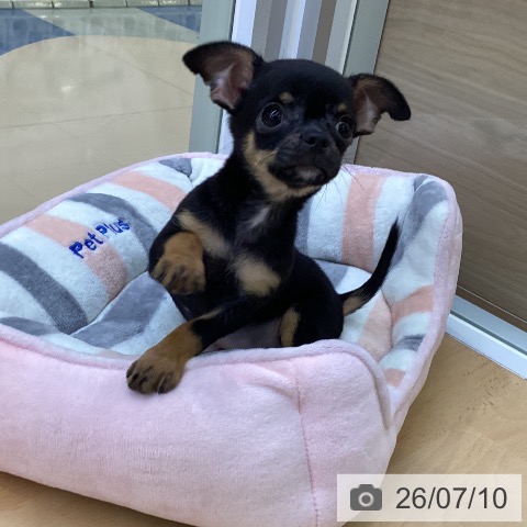 愛知県のチワワ(ロング) (ペットプラス 三好店/2026年4月29日生まれ/男の子/ブラックタン)の子犬の3枚目の画像