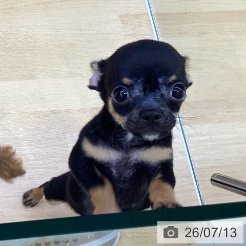 三重県のチワワ(ロング) (ペッツワン 桑名店/2026年4月29日生まれ/男の子/ブラックタン)の子犬の3枚目の画像