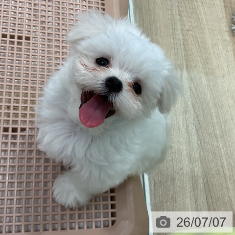 マルチーズの写真