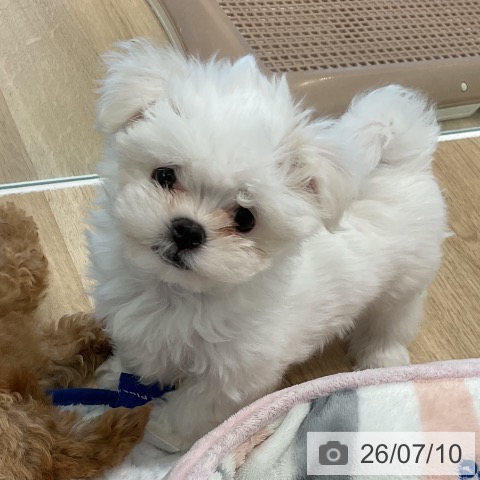 マルチーズの写真