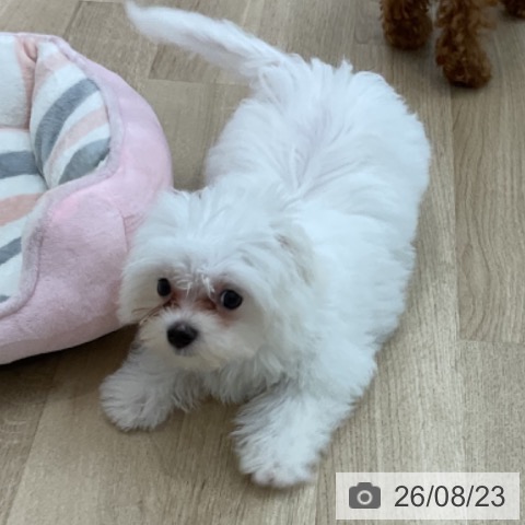 マルチーズの写真
