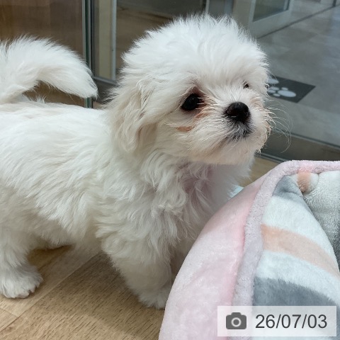 マルチーズの写真