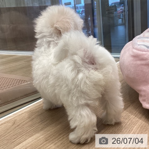 マルチーズの写真
