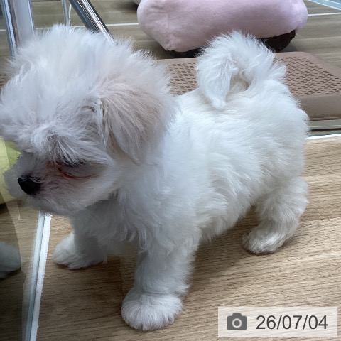 マルチーズの写真