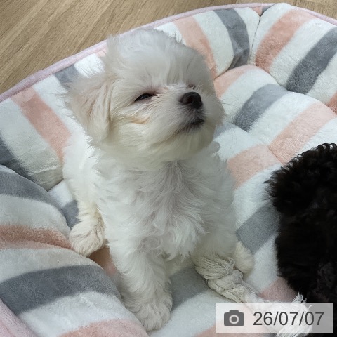 愛知県のマルチーズ (ペットプラス mozoワンダーシティ店/2026年5月1日生まれ/女の子/ホワイト)の子犬の4枚目の画像