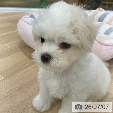愛知県のマルチーズ (ペットプラス mozoワンダーシティ店/2026年5月1日生まれ/女の子/ホワイト)の子犬の3枚目の画像