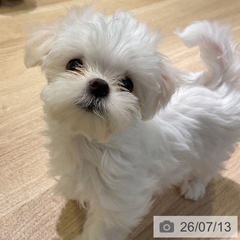愛知県のマルチーズ (ペットプラス 岡崎店/2026年5月1日生まれ/女の子/ホワイト)の子犬の4枚目の画像