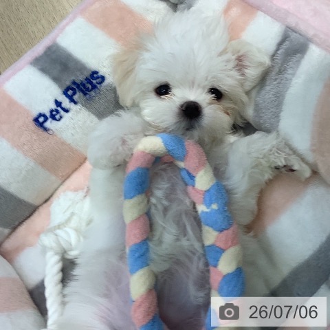 マルチーズの写真