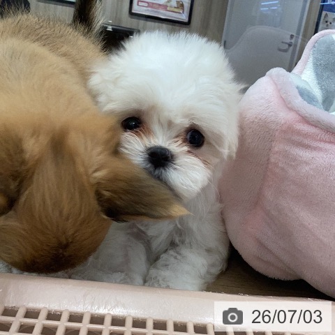 マルチーズの写真