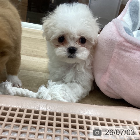 マルチーズの写真