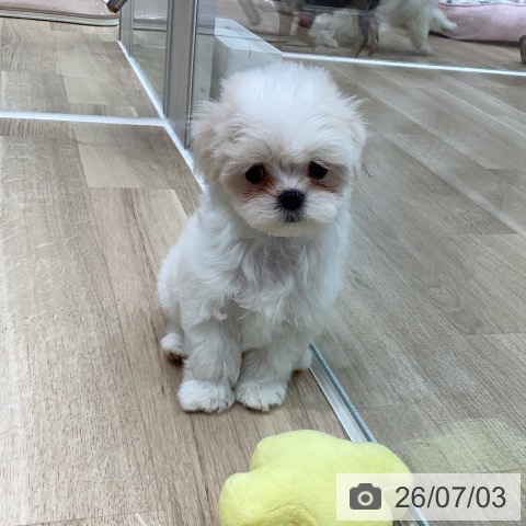 マルチーズの写真