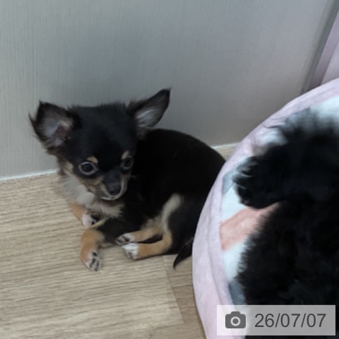 愛知県のチワワ(ロング) (ペットプラス 東浦店/2026年4月20日生まれ/男の子/ブラックタン)の子犬の4枚目の画像