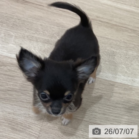 愛知県のチワワ(ロング) (ペットプラス 東浦店/2026年4月20日生まれ/男の子/ブラックタン)の子犬の3枚目の画像